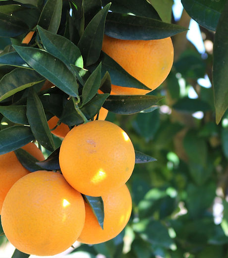 orange-fruit-5009909_1920.jpg