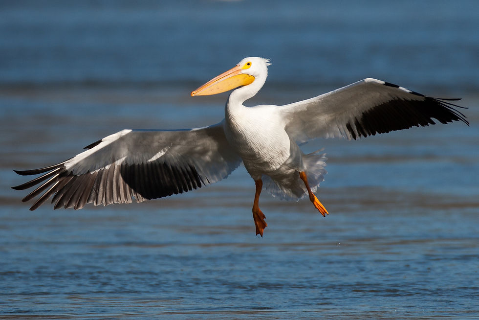 American White Pelican