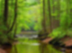 North carolina nature .jpg