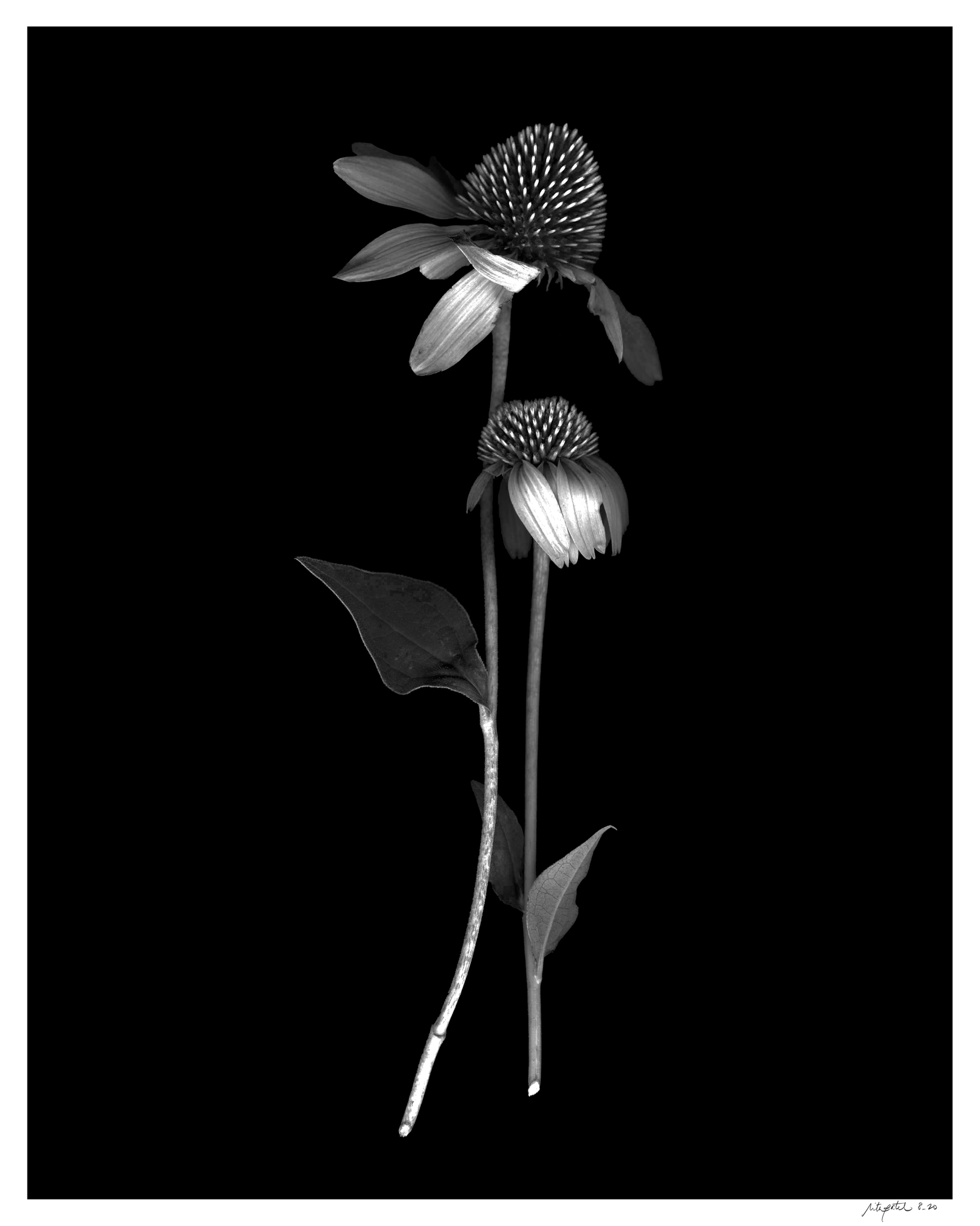 Hugging Echinacea Print