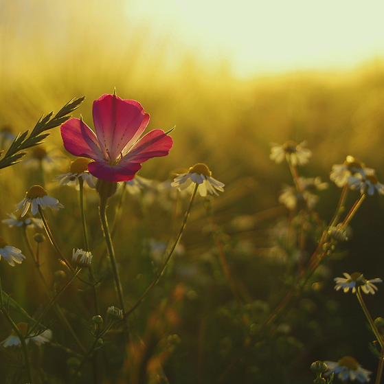 Meditation images (1).png