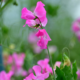 Sweetpeas2YLS