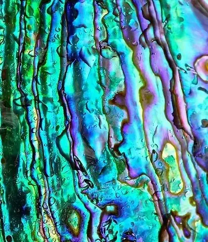 paua shell connect page horizontal