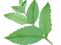 ペパーミント挿絵