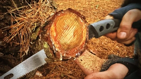 szkolenie survivalowe w lesie, pozyskiwanie smolnej szczapki.