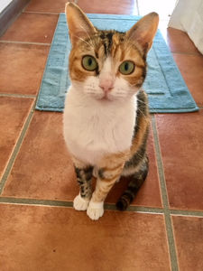 9 Traits Of Clever Calico Cats