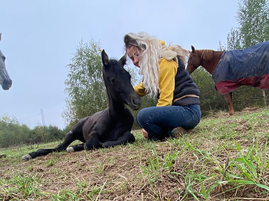 Provence d'Yggdrasil