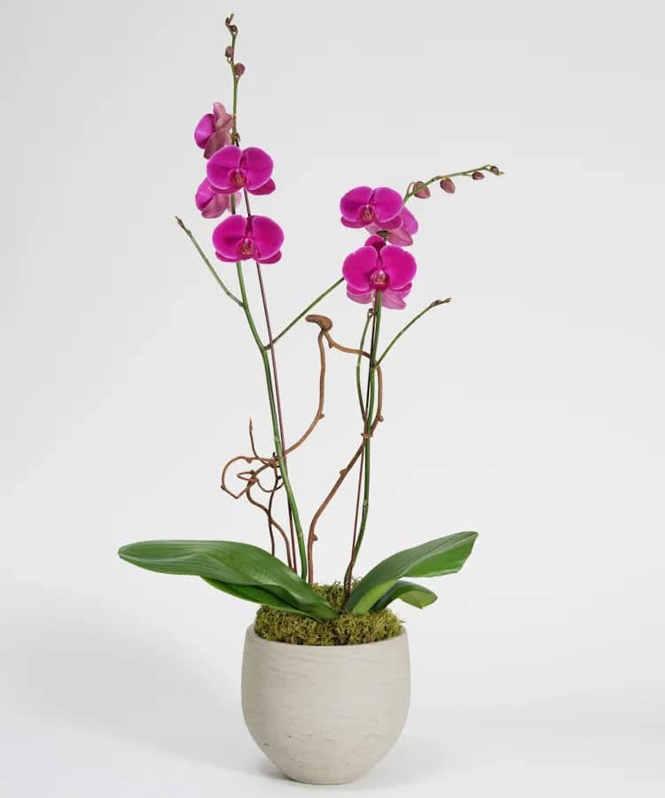 DOUBLE PURPLE ORCHID