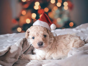 The Best Christmas Gift Guide For Vegans