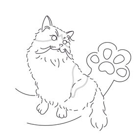cat