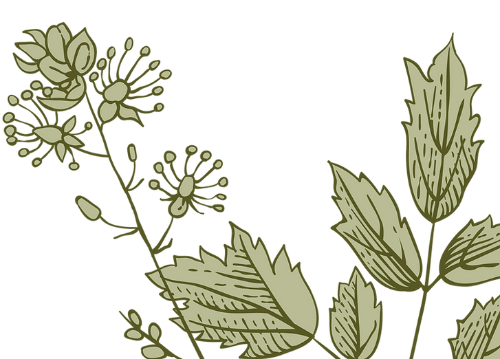 Botany _edited_edited_edited_edited_edited.png