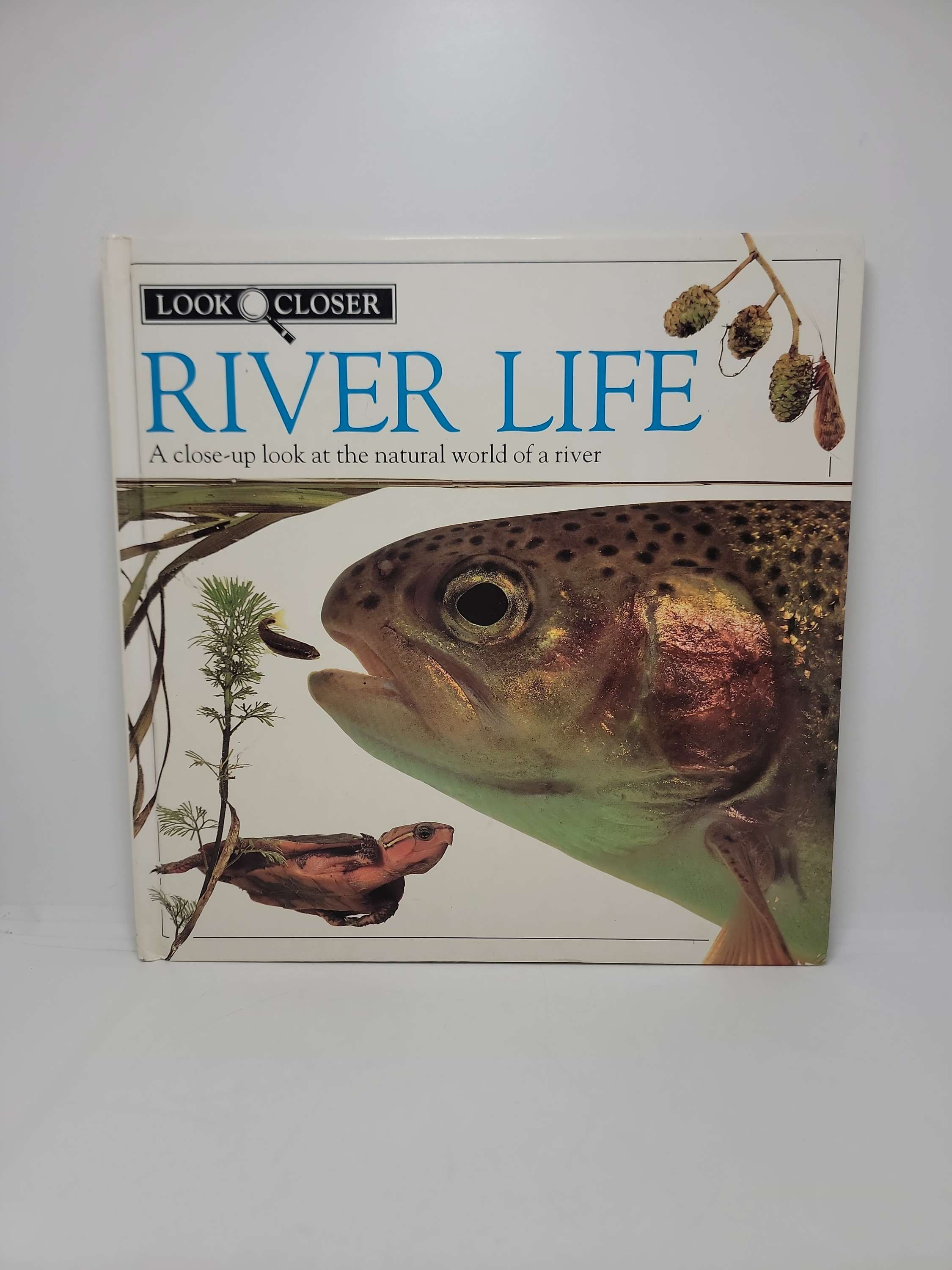 River Life: A close-up look at the natural world of a river by Barbara Taylor