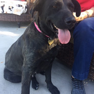 Shelby - Adopted