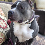 Stella