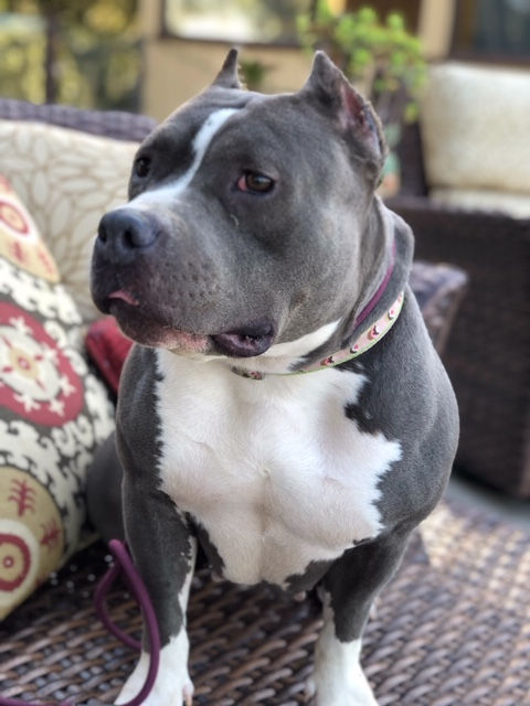 Stella
