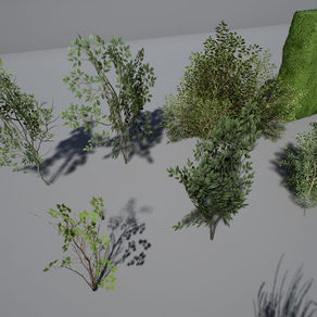 Bushes & Shrubs