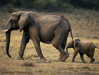 Is it true that elephants can’t jump?