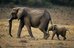 Is it true that elephants can’t jump?