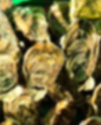 Arrivage d’huîtres en direct de la baie de Quiberon