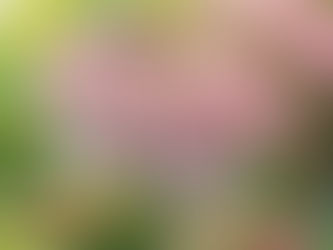 Preparing Your West Michigan Trees for Spring: Essential Maintenance Tips