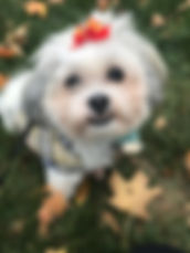 Daisy