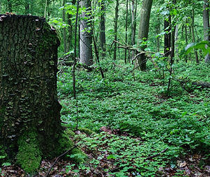 Wald, Ruhe, Entschleunigung, Coaching