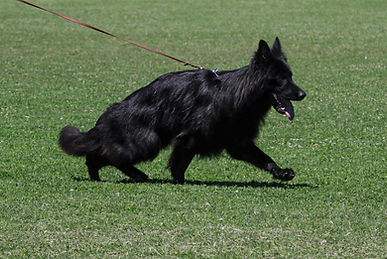 Lytonn showring.jpeg