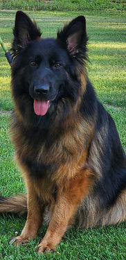 Lixi nice head shot.jpg