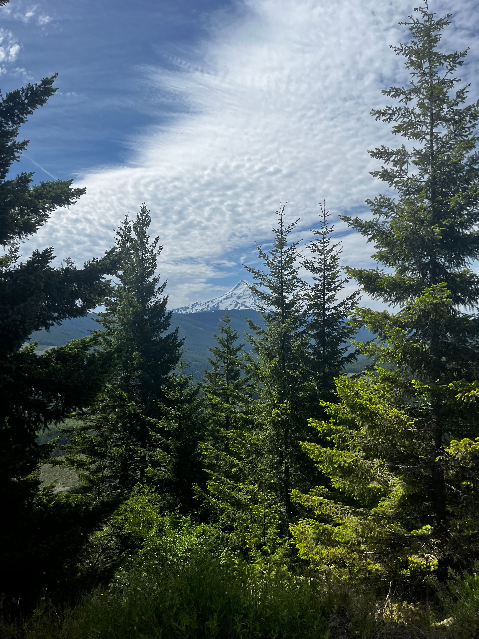 a view of Mt. Hood through the rees