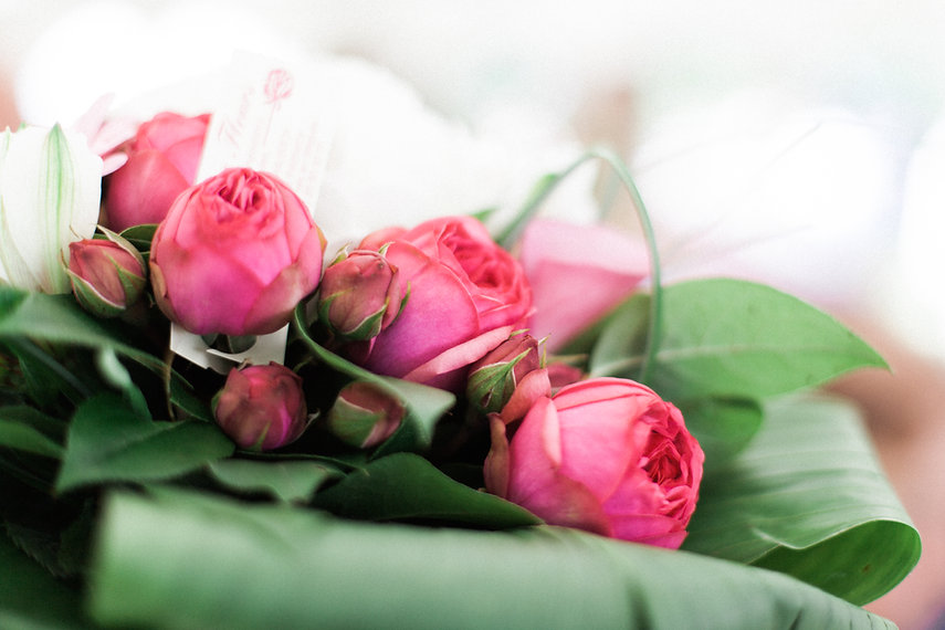 pink and white roses on green leaves