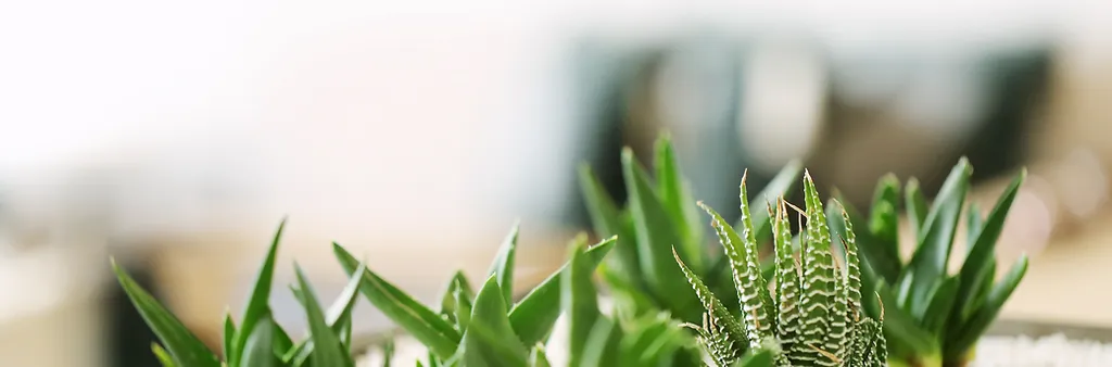 Permanent Makeup Boise Microblading More