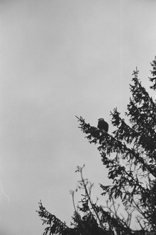 eagle 2.jpeg