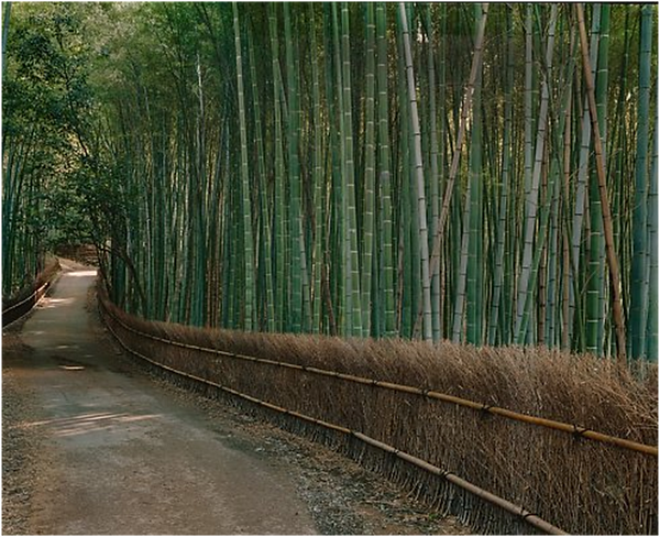 Sagano Bamboo Forest.