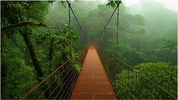 Amazon forest.