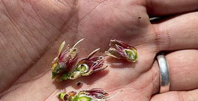 Kern almonds may dodge brunt of frost damage 
