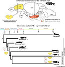 paleoneurology fish evolution.jpg