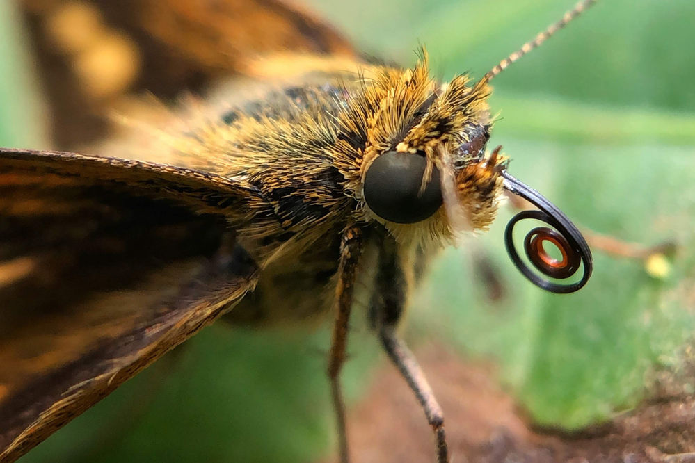 Why Do Butterflies Curl Their Probos?