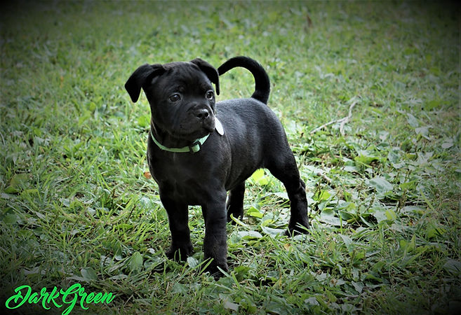 Dark Green2 - 53 Days Old.jpg