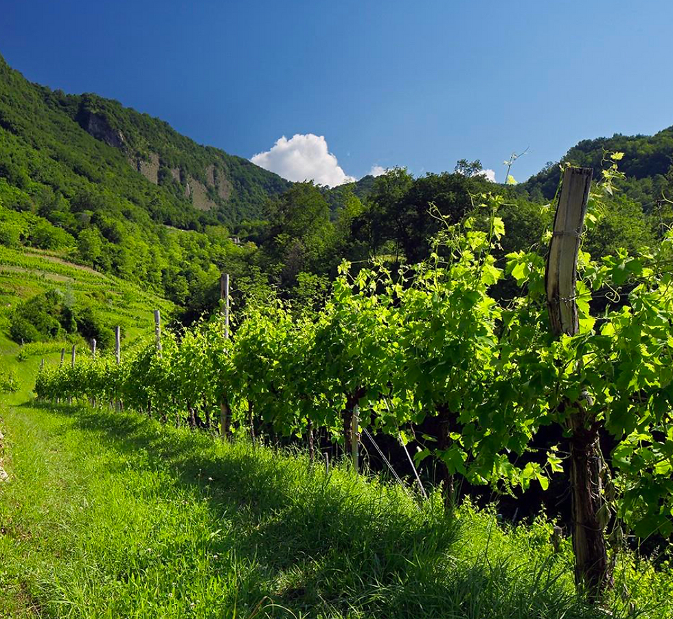 Weinberglandschaft der Bottega-Gruppe in Italien