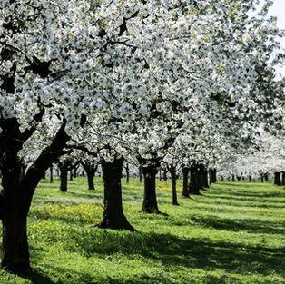 FRÜHLING UNTER FREIEM HIMMEL