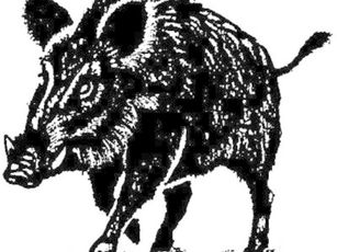 (WILDES)SCHWEIN GEHABT