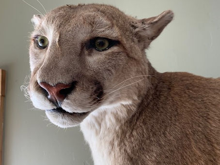 Wildlife Food Drive and Homework Assignment #1