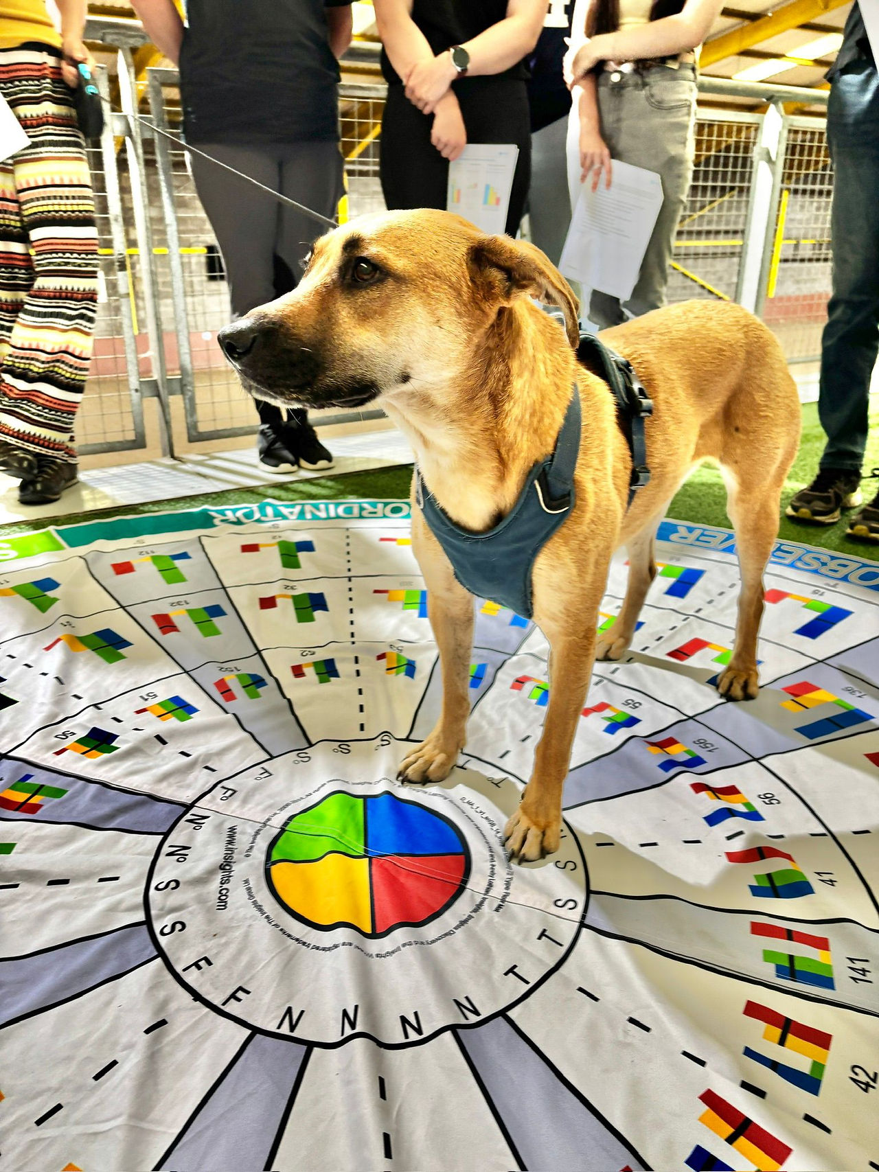 insights profiling with pets