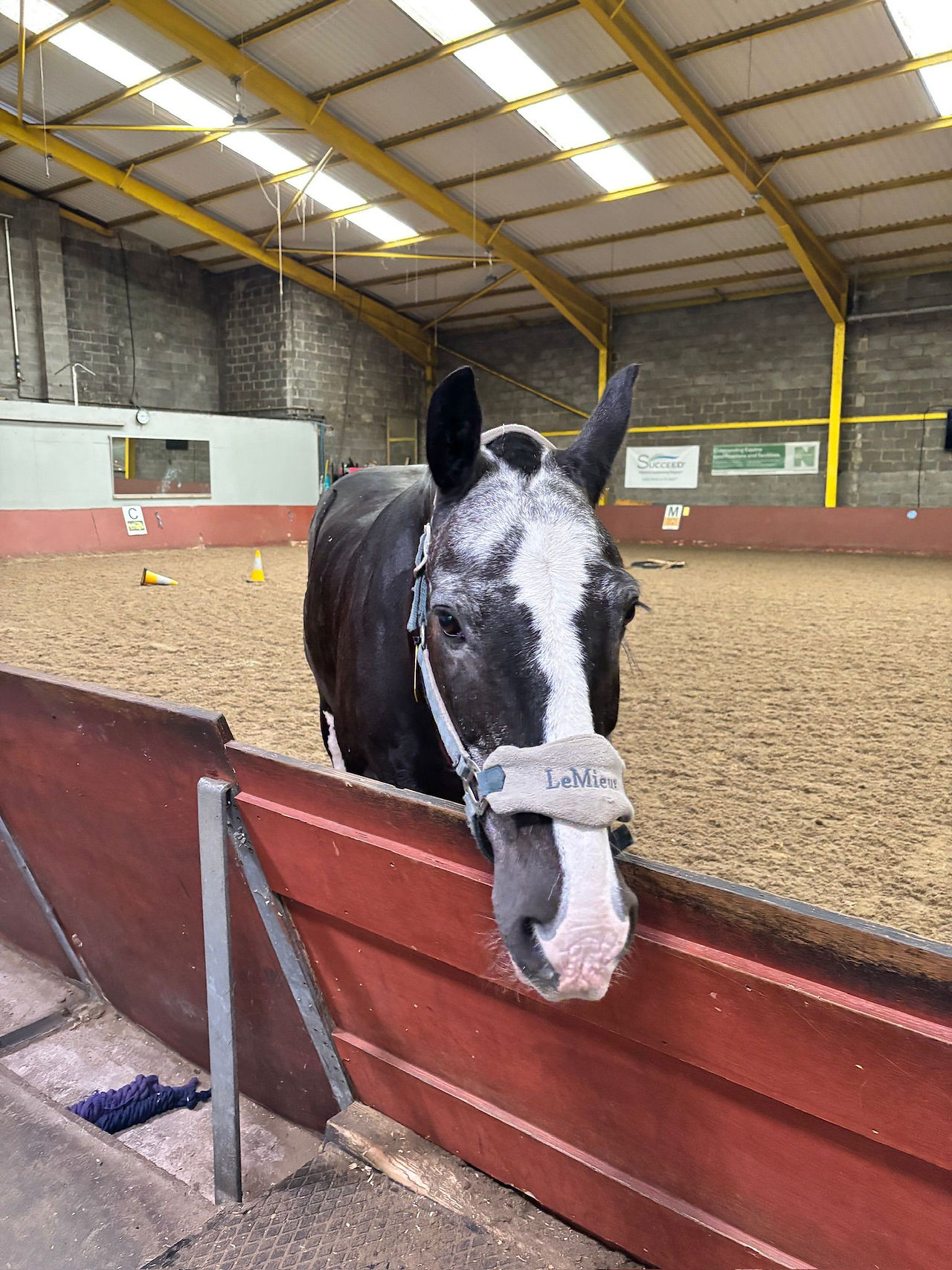 Larry the horse
