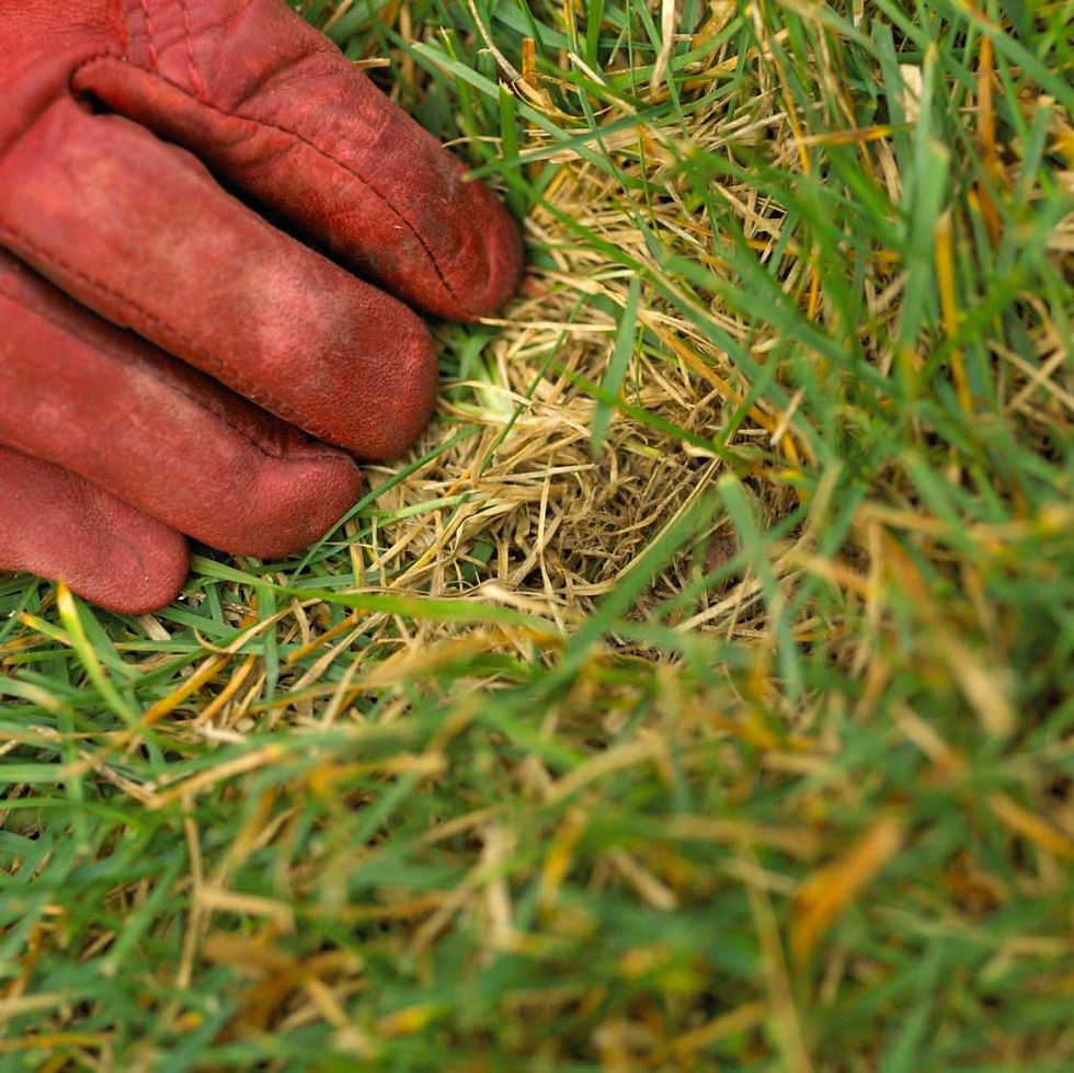 examining-thatch-in-turf-ab46dea3-18c11c828fe8480bb11e522c4f1ed253.jpg
