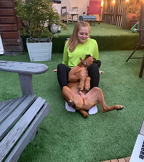 Dog Sitting in Dorchester, Dorset