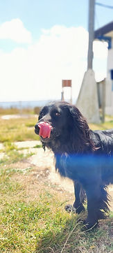 Cocker Spaniel out Dog Walking in Dorset