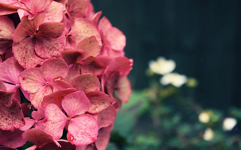 5194784-pink-flower-wallpapers_edited.jpg
