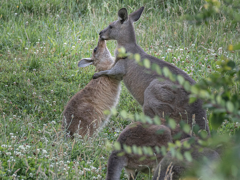 Joey and mum kissing