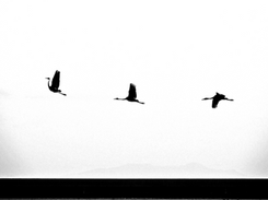 Three cranes flying in a line, taken in Izumi, Japan